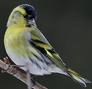 Eurasian Siskin