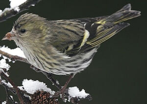 Eurasian Siskin
