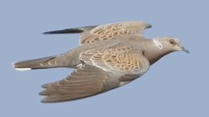 European Turtle Dove