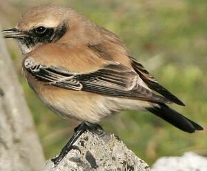 Desert Wheatear 
&copy; Jules Fouarge
