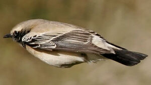 Desert Wheatear 
&copy; Jules Fouarge