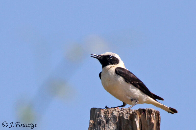 Black-eared Wheatear male adult, identification, Reproduction-nesting, song