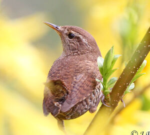 Eurasian Wren