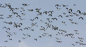 Northern Lapwing