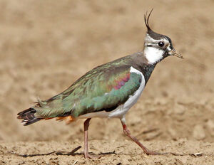 Northern Lapwing