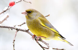 European Greenfinch