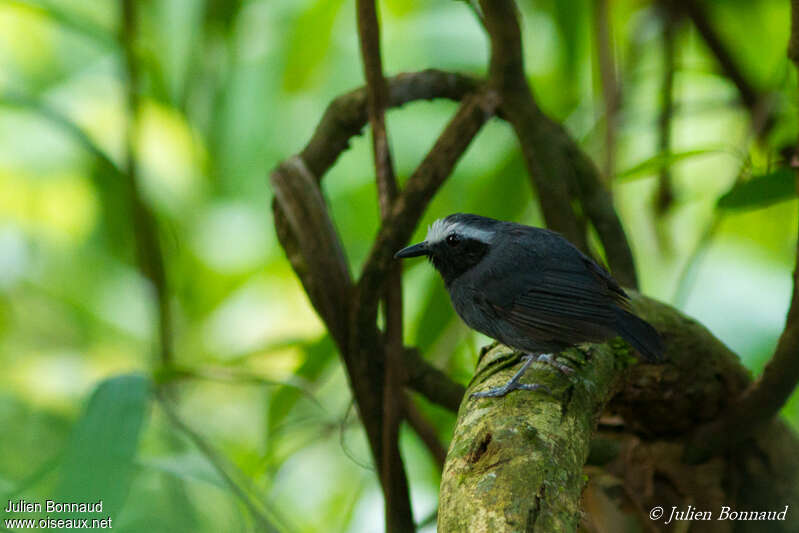 White-browed Antbird male adult, identification