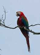 Red-and-green Macaw