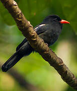 Black Nunbird