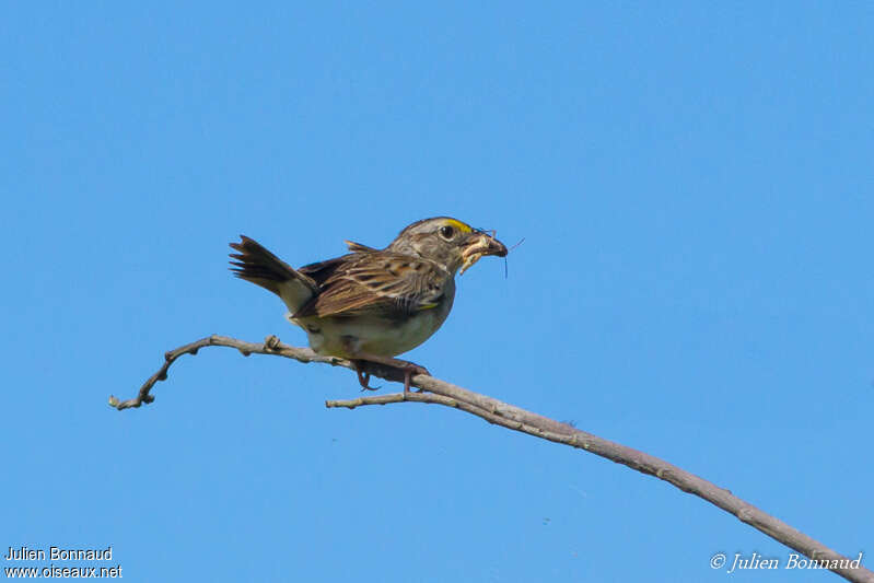 Grassland Sparrowadult, Reproduction-nesting, Behaviour