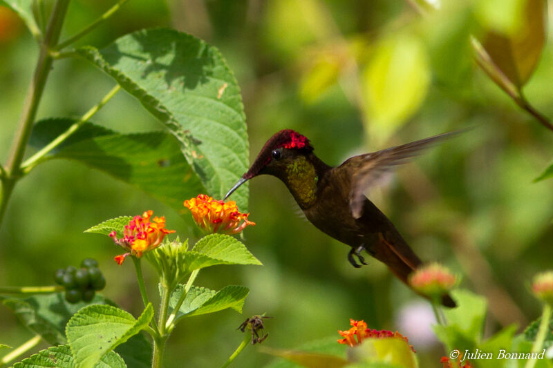 Colibri rubis-topaze mâle adulte, mange