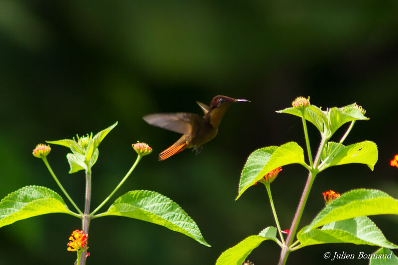 Ruby-topaz Hummingbird male adult, eats