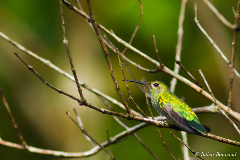 Green-tailed Goldenthroat female adult