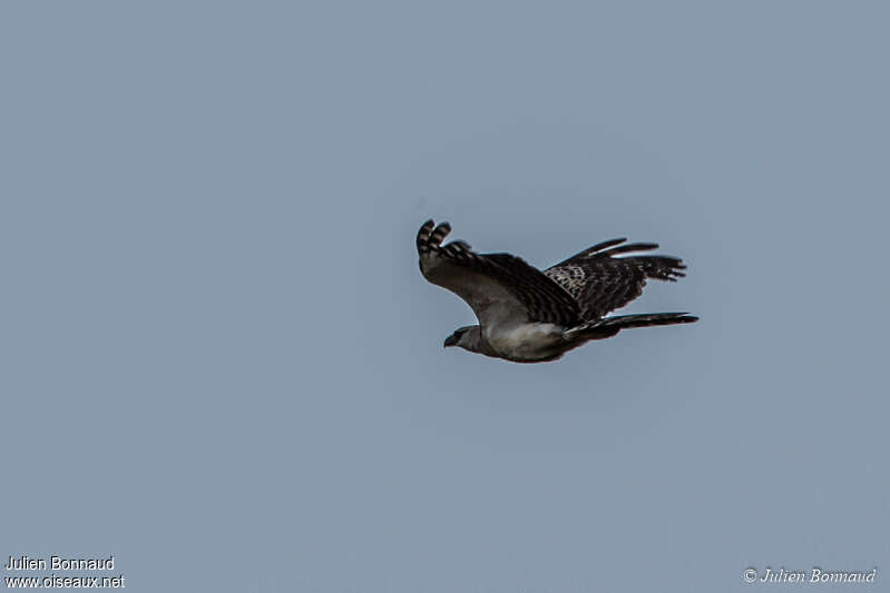Crested Eagle, Flight
