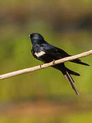 White-banded Swallow