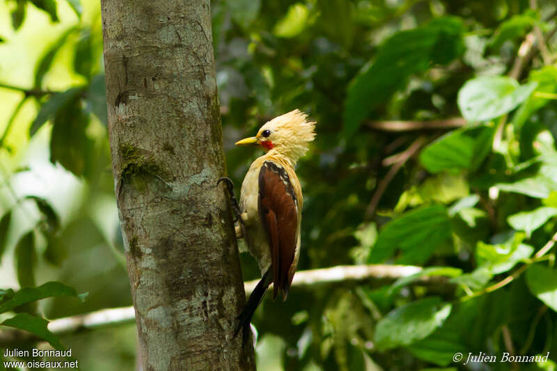 Cream-colored Woodpecker male adult, habitat, pigmentation