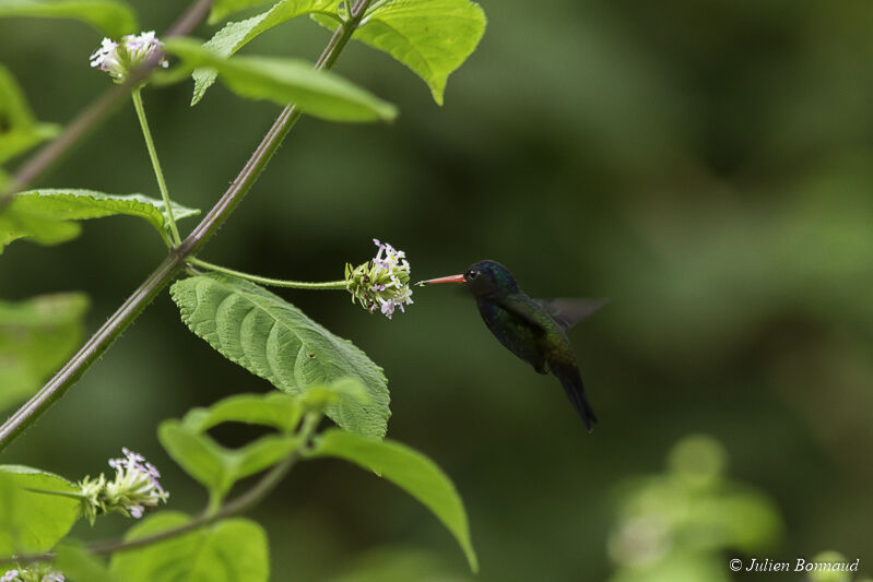 White-chinned Sapphire male adult, eats