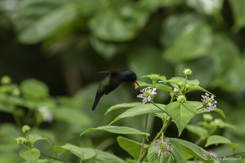 White-chinned Sapphire male adult, eats