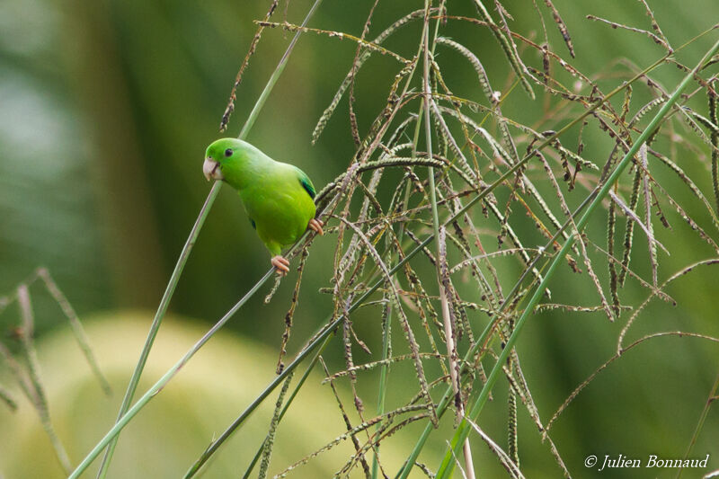Green-rumped Parrotletadult, eats