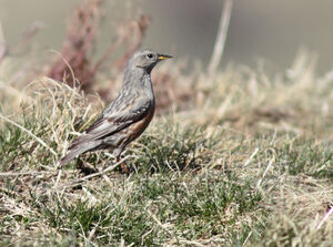 Alpine Accentor