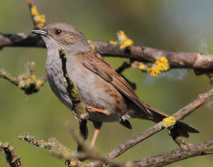 Dunnock