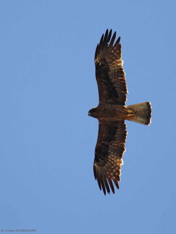 Booted Eagle, Flight