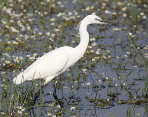 Aigrette garzette