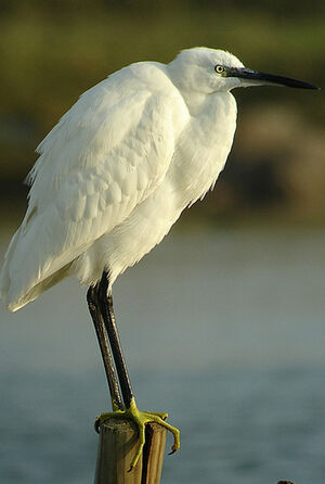 Little Egret