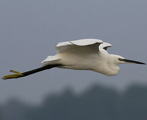Little Egret