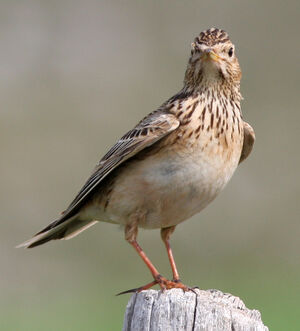 Eurasian Skylark 
&copy; Julien Daubignard