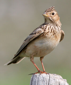 Eurasian Skylark 
&copy; Julien Daubignard
