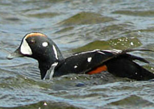 Harlequin Duck