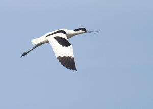 Pied Avocet