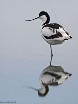 Pied Avocet