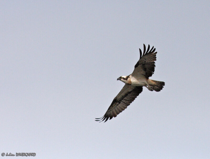 Western Osprey male, Flight