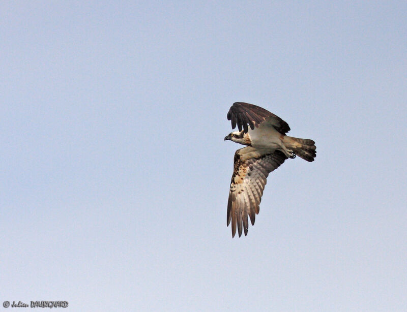 Western Osprey male, Flight