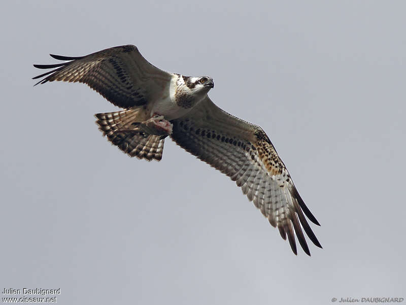 Western Osprey female adult, Flight, feeding habits