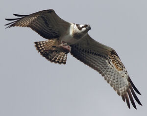 Western Osprey 
&copy; Julien Daubignard