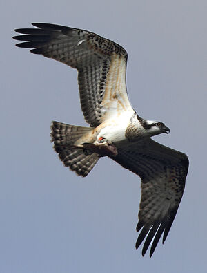 Western Osprey 
&copy; Julien Daubignard