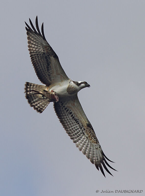 Western Osprey female adult, identification, Flight, feeding habits