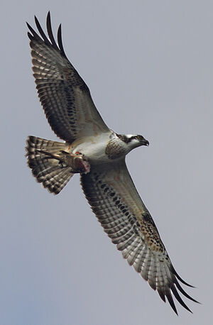 Western Osprey 
&copy; Julien Daubignard