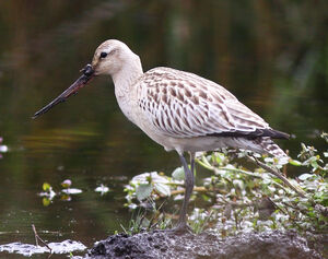 Bar-tailed Godwit 
&copy; Julien Daubignard