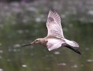 Bar-tailed Godwit 
&copy; Julien Daubignard