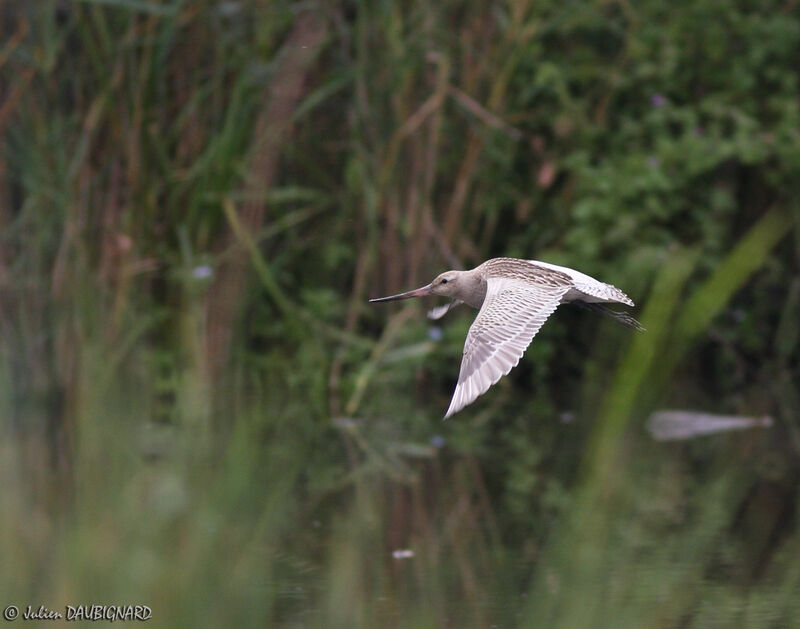 Bar-tailed Godwit, Flight