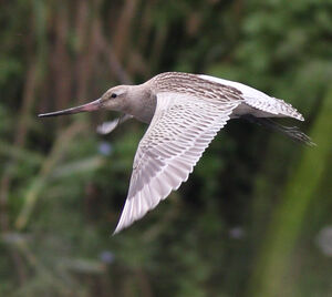 Bar-tailed Godwit 
&copy; Julien Daubignard