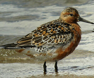 Red Knot
