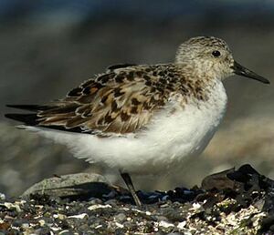 B�casseau sanderling