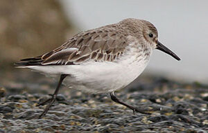 B�casseau variable