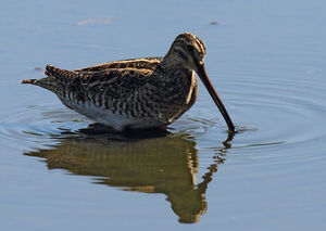 Common Snipe