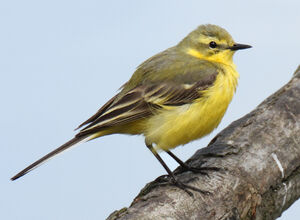 Yellow-headed Wagtail